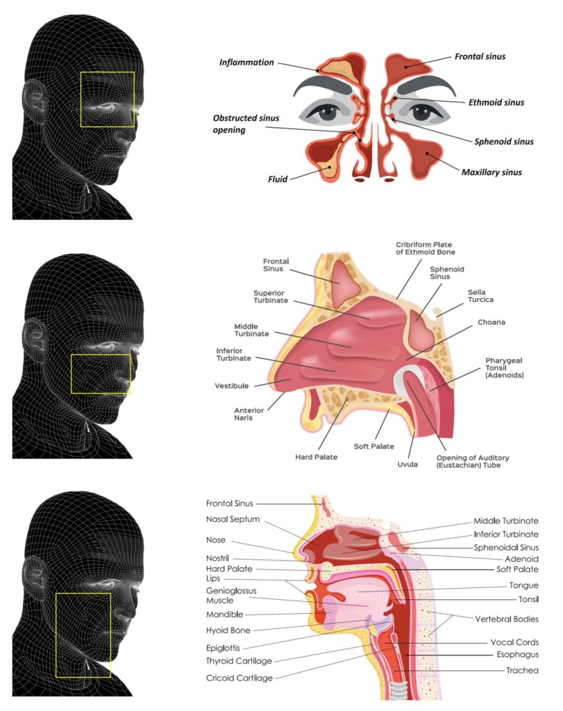 Anatomy Tampa Fl Nasal And Sinus Services